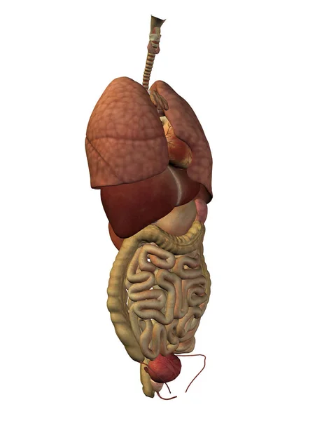 Koncept eller begreppsmässig anatomiska mänskliga eller man 3d matsmältningssystemet isolerad på vit bakgrund, en metafor till anatomi, medicinsk, kropp, magen, medicin, hjärtat, biologi, inre, hand eller smälta — Stockfoto