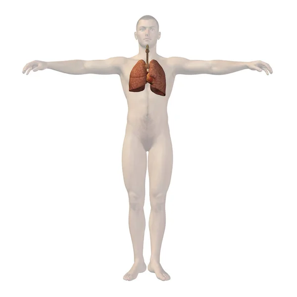 3d human body illustration — Stock Photo, Image