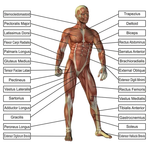 3D insan vücudu illüstrasyon — Stok fotoğraf