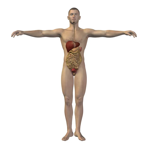 3d human body illustration — Stock Photo, Image