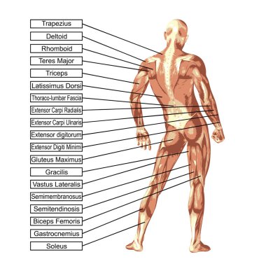 Kavram ya da kavramsal 3d insan anatomisi ve kas beyaz arka plan üzerinde biyolojik, derisiz, şekli, duruş, sağlık veya tıbbi vücut için tendon, omurga, uyum, Oluşturucu, güçlü, bir metafor olarak izole