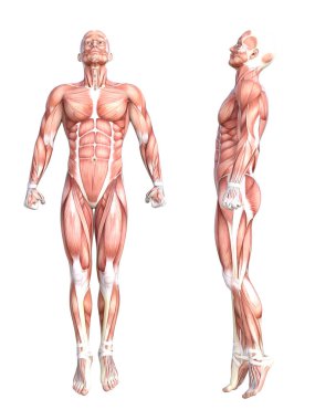 Kavramsal anatomi sağlıklı derisiz insan vücut kası seti. Eğitim için poz veren atletik genç bir adam, fitness sporu, beyaz arka planda izole edilmiş tıp. Biyoloji bilimi 3 boyutlu illüstrasyon