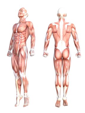 Kavramsal anatomi sağlıklı derisiz insan vücut kası seti. Eğitim için poz veren atletik genç bir adam, fitness sporu, beyaz arka planda izole edilmiş tıp. Biyoloji bilimi 3 boyutlu illüstrasyon