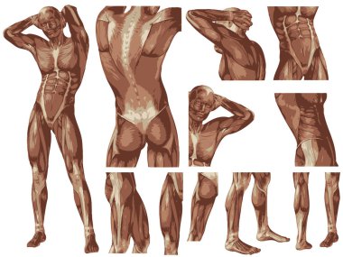 kavramsal insan anatomisi vücut 