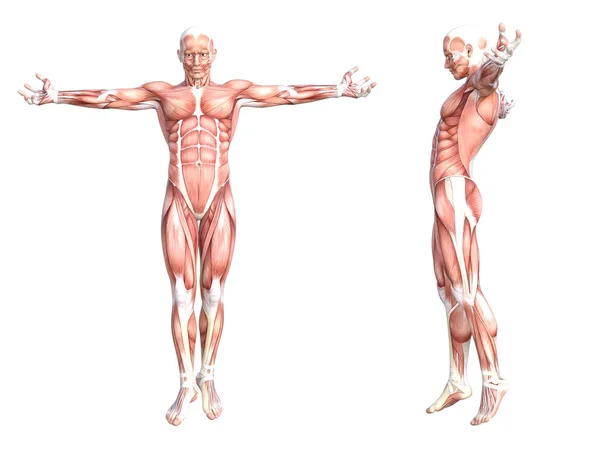 Konceptuell anatomi hälsosam skinnlös människokroppen muskelsystem set. Idrottslig ung vuxen man poserar för utbildning, fitness sport, medicin isolerad på vit bakgrund. Biologi vetenskap 3D illustration — Stockfoto