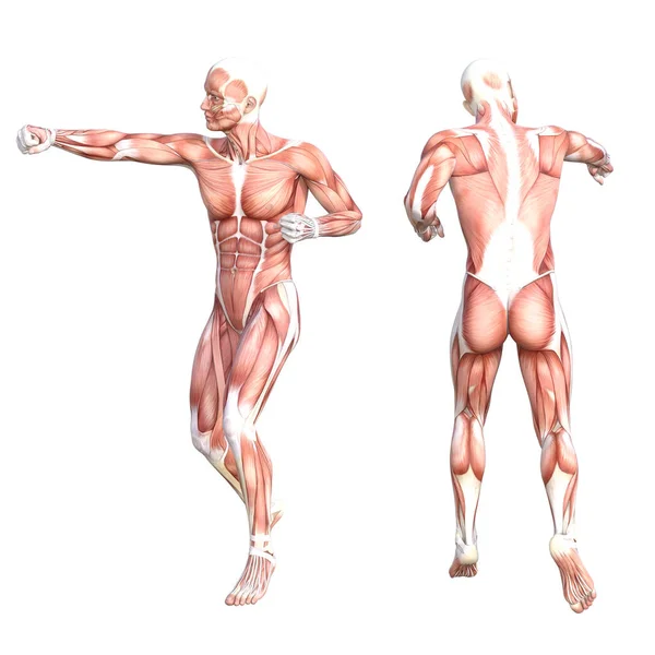 개념 해부학은 건강 한 피부가 없는 인간의 신체 근육 체계를 구성 한다. 운동 선수였던 젊은 성인 남성이 교육, 체력 스포츠, 하얀 배경에 격리 된 의학등을 위해 포즈를 취합니다. 생물학 과학 3 차원 삽화 — 스톡 사진