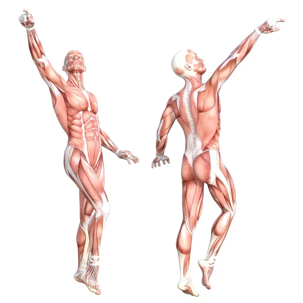 Conceptual anatomy healthy skinless human body muscle system set. Athletic young adult man posing for education, fitness sport, medicine isolated on white background. Biology science 3D illustration — Stock Photo, Image