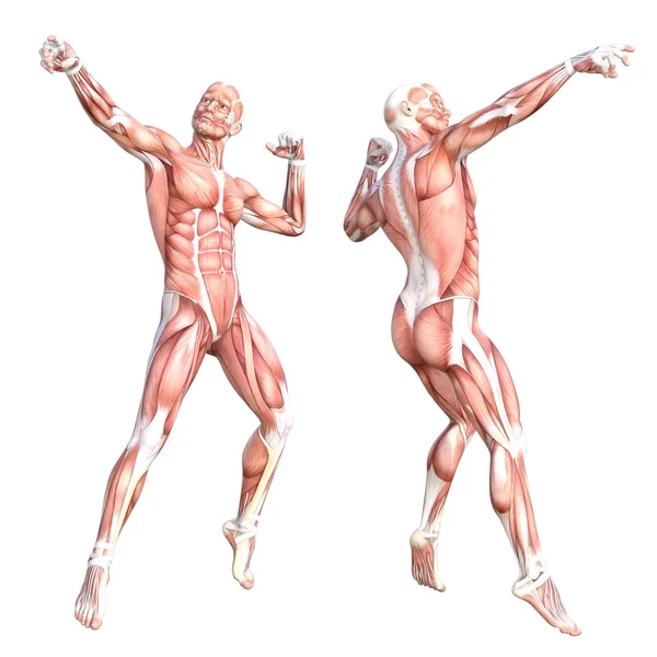 Anatomia conceitual conjunto do sistema muscular do corpo humano sem pele saudável. Atlético jovem adulto posando para a educação, fitness sport, medicina isolada em fundo branco. Biologia ciência ilustração 3D — Fotografia de Stock