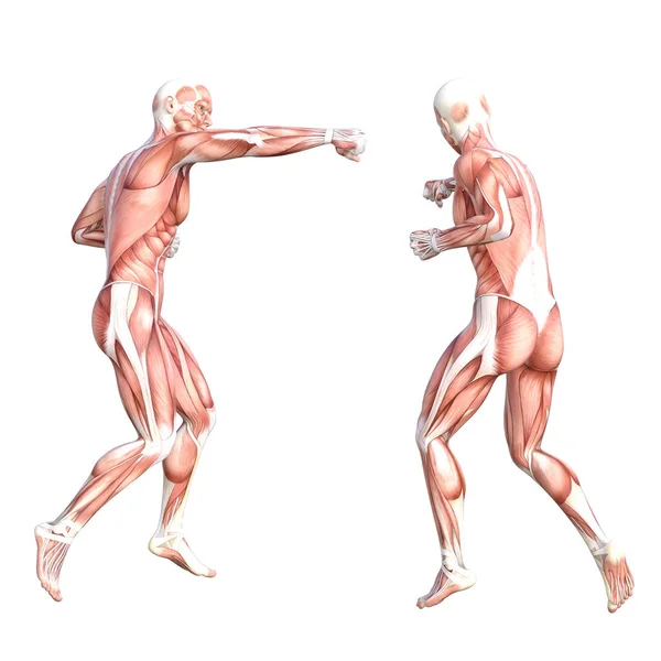 Conceptuele anatomie gezonde huidloze menselijke spierstelsel set. Atletische jonge volwassen man poseren voor onderwijs, fitness sport, geneeskunde geïsoleerd op witte achtergrond. Biologie wetenschap 3D illustratie — Stockfoto