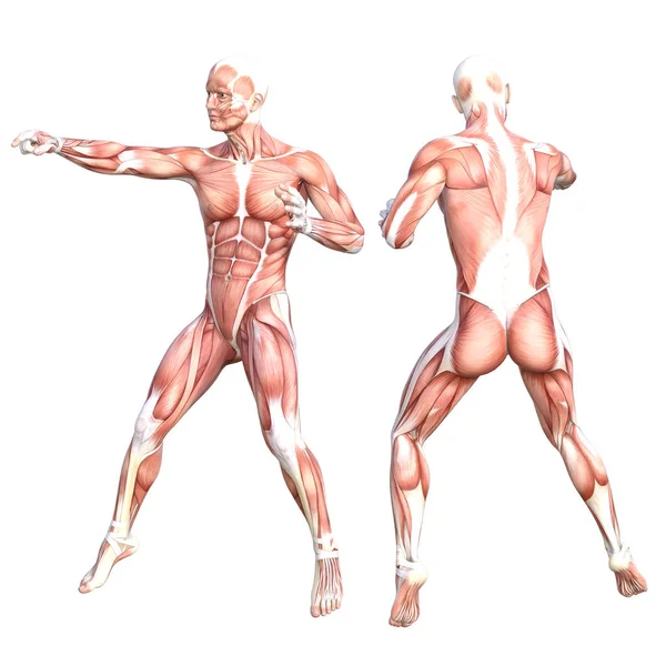 Anatomia concettuale sano sistema muscolare corpo umano senza pelle impostato. Atletico giovane uomo adulto in posa per l'educazione, lo sport fitness, la medicina isolata su sfondo bianco. Biologia scienza Illustrazione 3D — Foto Stock