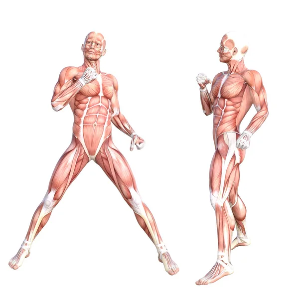 Conceptuele anatomie gezonde huidloze menselijke spierstelsel set. Atletische jonge volwassen man poseren voor onderwijs, fitness sport, geneeskunde geïsoleerd op witte achtergrond. Biologie wetenschap 3D illustratie — Stockfoto