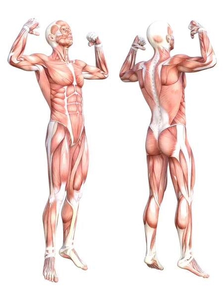 Fogalmi anatómia egészséges bőr nélküli emberi test izomrendszer készlet. Atléta fiatal felnőtt férfi pózol az oktatás, fitness sport, orvostudomány elszigetelt fehér háttérrel. Biológia tudomány 3D illusztráció — Stock Fotó