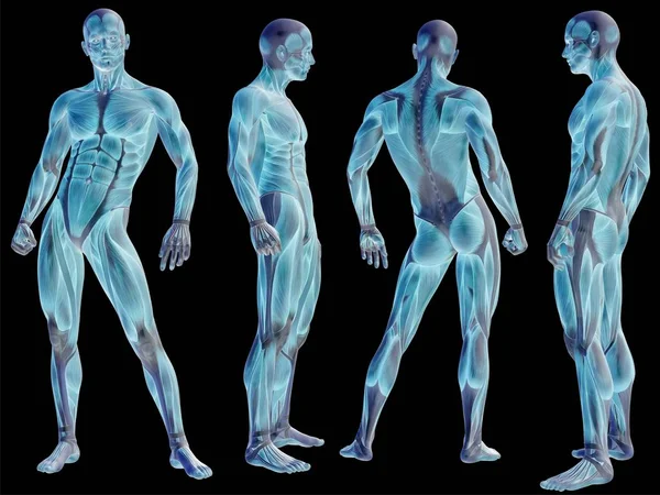 Hoge resolutie concept of conceptuele mens of 3d anatomie lichaam van man met spier geïsoleerd op zwarte achtergrond als metafoor voor geneeskunde, sport, mannelijke, gespierd, medische, gezondheid, biologie fitness groep set — Stockfoto