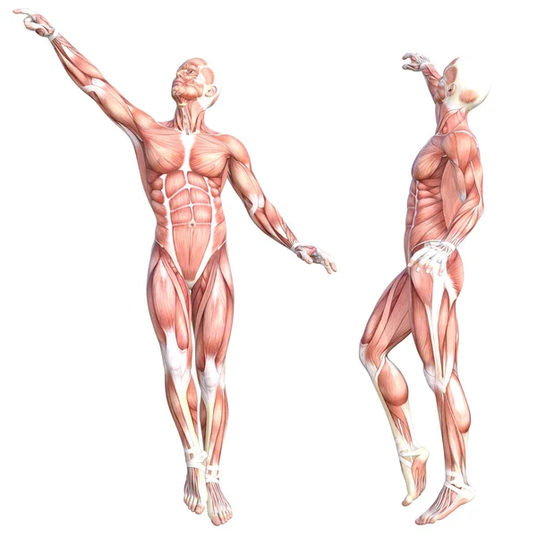 Anatomia concettuale sano sistema muscolare corpo umano senza pelle impostato. Atletico giovane uomo adulto in posa per l'educazione, lo sport fitness, la medicina isolata su sfondo bianco. Biologia scienza Illustrazione 3D — Foto Stock