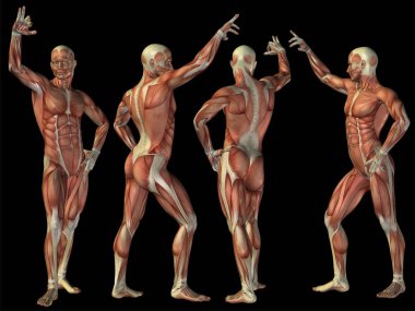 Yüksek çözünürlüklü kavram ya da kavramsal insan ya da adam 3d anatomi vücut siyah arka plan üzerine tıp, spor, erkek, kas, tıp, sağlık, biyoloji veya fitness grubu veya kümesi için metafor olarak izole kas ile