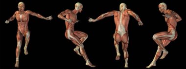 Yüksek çözünürlüklü kavram ya da kavramsal insan ya da adam 3d anatomi vücut siyah arka plan üzerine tıp, spor, erkek, kas, tıp, sağlık, biyoloji veya fitness grubu veya kümesi için metafor olarak izole kas ile