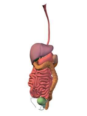 Yüksek çözünürlüklü kavramı kavramsal anatomik insan adam 3d sindirim sistemi üzerinde beyaz arka plan izole metafor anatomi, tıbbi, vücut, mide, tıp, bağırsak, biyoloji, iç Özet