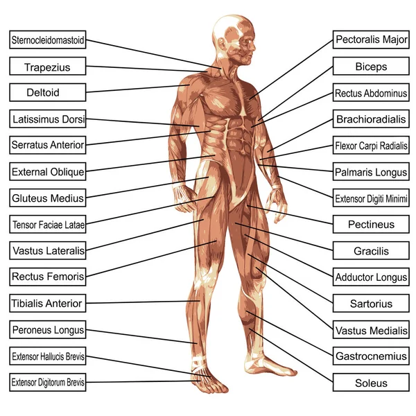 Концепция концептуальной 3D анатомии человека и мышцы изолированы на белом фоне в качестве метафоры тела, сухожилий, позвоночника, приспособления, строитель, сильный, биологический, без кожи, формы, осанки, здоровья медицинских — стоковое фото