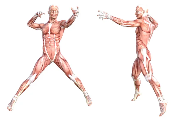 Anatomia conceitual conjunto do sistema muscular do corpo humano sem pele saudável. Atlético jovem adulto posando para a educação, fitness sport, medicina isolada em fundo branco. Biologia ciência ilustração 3D — Fotografia de Stock