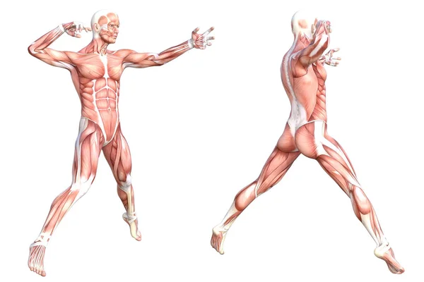 Konceptuell anatomi hälsosam skinnlös människokroppen muskelsystem set. Idrottslig ung vuxen man poserar för utbildning, fitness sport, medicin isolerad på vit bakgrund. Biologi vetenskap 3D illustration — Stockfoto