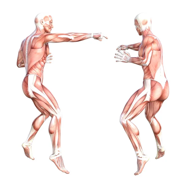 Koncepční anatomie zdravý lidský svalový systém bez kůže nastaven. Sportovní mladý dospělý muž pózující pro vzdělávání, fitness sport, medicína izolovaná na bílém pozadí. 3D ilustrace biologie — Stock fotografie