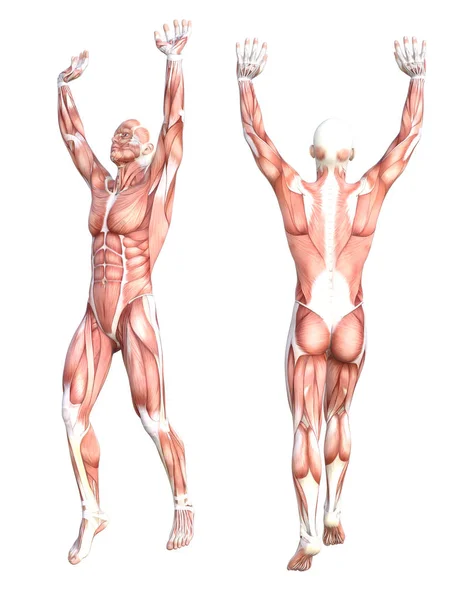 Концептуальная анатомия здорового тела без кожи мышечной системы человека набор. Атлетичный молодой взрослый мужчина позирует для образования, фитнес-спорта, медицины изолированы на белом фоне. Биология 3D иллюстрации — стоковое фото
