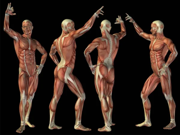 Концепция высокого разрешения или концептуальный человек или человек 3D анатомии тела с мышцами изолированы на черном фоне в качестве метафоры для медицины, спорта, мужчины, мускулатуры, медицины, здоровья, биологии или фитнес-группы или набор — стоковое фото