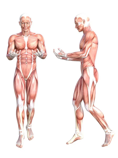 Anatomía conceptual sano sin piel sistema muscular del cuerpo humano conjunto. Atlético joven adulto posando para la educación, deporte de fitness, medicina aislada sobre fondo blanco. Biología ciencia Ilustración 3D — Foto de Stock