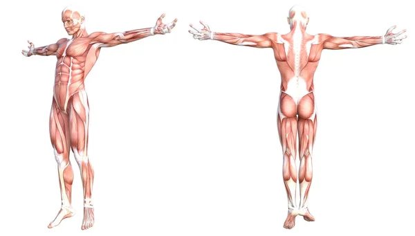 개념 해부학은 건강 한 피부가 없는 인간의 신체 근육 체계를 구성 한다. 운동 선수였던 젊은 성인 남성이 교육, 체력 스포츠, 하얀 배경에 격리 된 의학등을 위해 포즈를 취합니다. 생물학 과학 3 차원 삽화 — 스톡 사진
