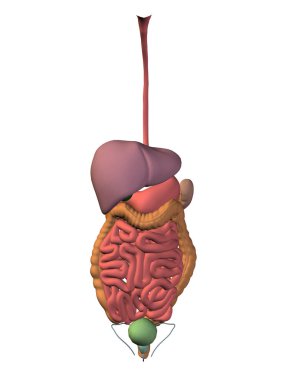 Kavram ya da kavramsal anatomik insan ya da adam 3d sindirim sistemi izole beyaz arka plan, bir metafor anatomi, tıbbi, vücut, mide, ilaç, kalp, biyoloji, iç, üzerinde bakım veya sindirmek