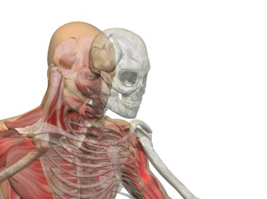 Anatomi kavram insan adam tıbbi sağlık vücut göğüs 3d çizimi, baş tıp, bilim sağlık erkek Biyoloji tıp kemik anatomik kas sistemi yüz kafatası omurga için parlak arka plan gri.