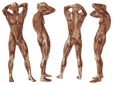 Yüksek çözünürlüklü kavram ya da kavramsal insan ya da adam 3d anatomi vücut beyaz zemin üzerine tıp, spor, erkek, kas, tıp, sağlık, biyoloji fitness grup kümesi için metafor olarak izole kas ile