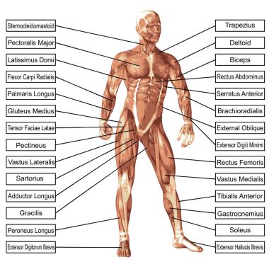 Kavram ya da kavramsal 3d insan anatomisi ve kas beyaz arka plan üzerinde biyolojik, derisiz, şekli, duruş, sağlık veya tıbbi vücut için tendon, omurga, uyum, Oluşturucu, güçlü, bir metafor olarak izole