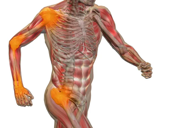 Концептуальная 3D иллюстрация человека анатомия или дизайн здоровья, боли в суставах или суставах, боли или травмы на сером фоне для медицины, фитнеса, медицины, кости, ухода, травмы, остеопороза, артрита тела — стоковое фото