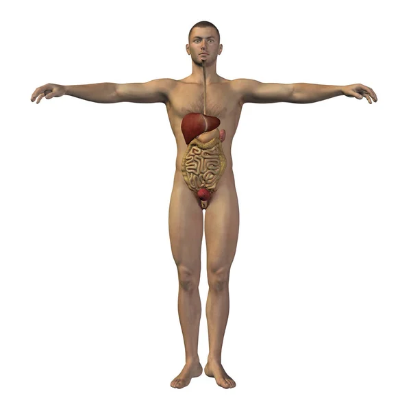 概念または概念の解剖学的人間男 3 d 消化器系解剖学、医療に比喩、ボディ、胃、医学、腸、生物学、内部として白の背景やダイジェストに分離 — ストック写真