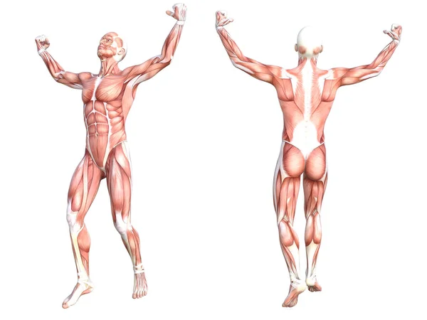 Anatomía conceptual sano sin piel sistema muscular del cuerpo humano conjunto. Atlético joven adulto posando para la educación, deporte de fitness, medicina aislada sobre fondo blanco. Biología ciencia Ilustración 3D — Foto de Stock