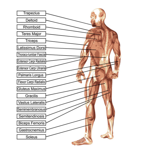 Концепция концептуальной 3D анатомии человека и мышцы изолированы на белом фоне в качестве метафоры тела, сухожилий, позвоночника, приспособления, строитель, сильный, биологический, без кожи, формы, осанки, здоровья медицинских
