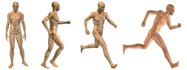 Ilustración de anatomía masculina conceptual de alta resolución sobre fondo blanco para medicina, medicina, salud, reumatismo, osteoporosis, músculo, dolor, artritis, inflamación, diseño doloroso o óseo —  Fotos de Stock