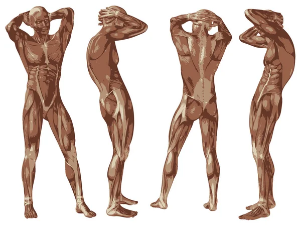 Концепция высокого разрешения или концептуальный человек или человек 3D анатомии тела с мышцами изолированы на белом фоне в качестве метафоры для медицины, спорта, мужчины, мускулатуры, медицины, здоровья, биологии фитнес-группы набор — стоковое фото