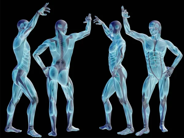 高分辨率概念或概念的人或与肌肉上黑色孤立的三维解剖人体 — 图库照片