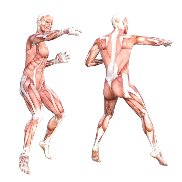 Conceptuele anatomie gezonde huidloze menselijke spierstelsel set. Atletische jonge volwassen man poseren voor onderwijs, fitness sport, geneeskunde geïsoleerd op witte achtergrond. Biologie wetenschap 3D illustratie — Stockfoto