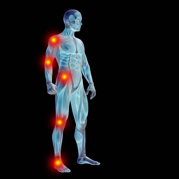 3D-mens of man met spieren voor anatomie of gezondheid ontwerpen met articulaire of botten van pijn. Een mannetje op blauwe achtergrond voor medische, fitness, geneeskunde, bot, zorg, pijn, osteoporose, artritis of lichaam — Stockfoto