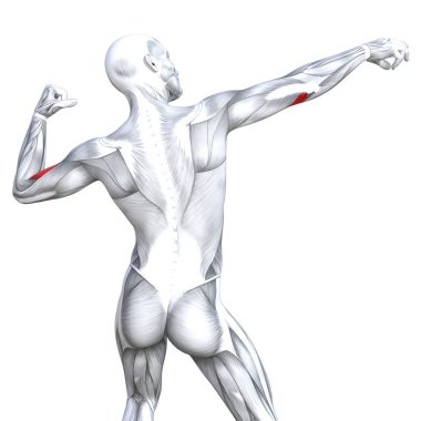 kavramsal insan anatomisi