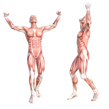 kavramsal insan anatomisi