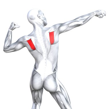 kavramsal insan anatomisi