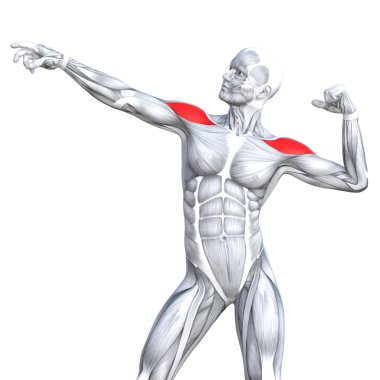 kavramsal insan anatomisi