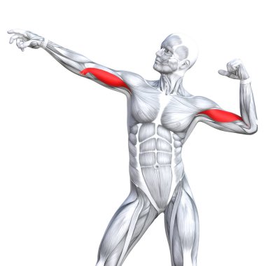 kavramsal insan anatomisi