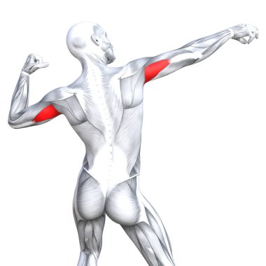 kavramsal insan anatomisi