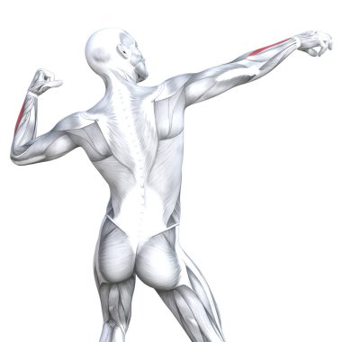 kavramsal insan anatomisi