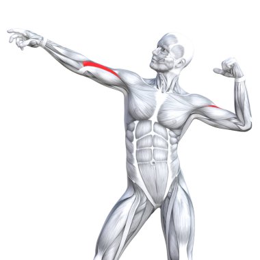 kavramsal insan anatomisi